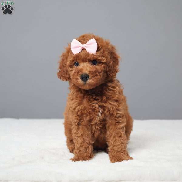 Bailey, Miniature Poodle Puppy